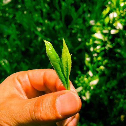 京都宇治抹茶費南雪 8入禮盒｜自家研磨杏仁 × 抹茶燒菓子