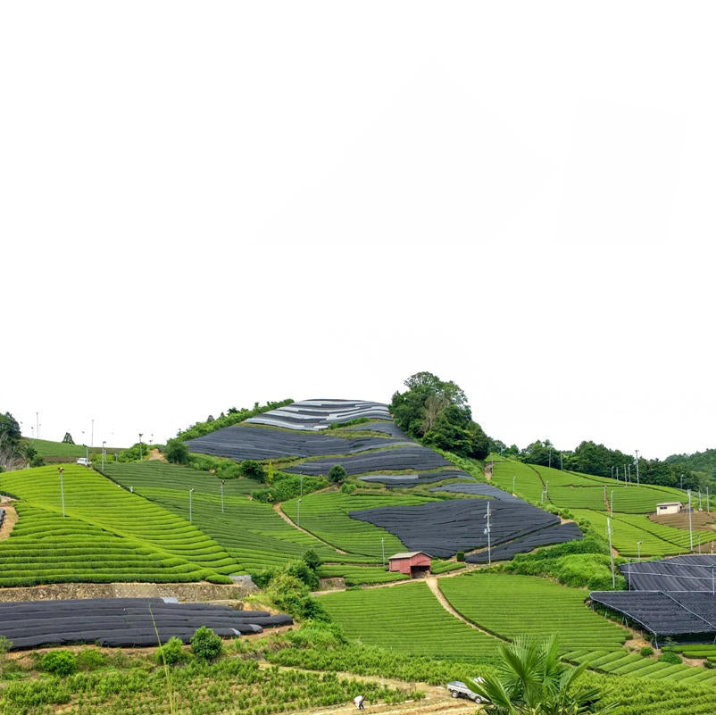 京都宇治抹茶費南雪 8入禮盒｜自家研磨杏仁 × 抹茶燒菓子